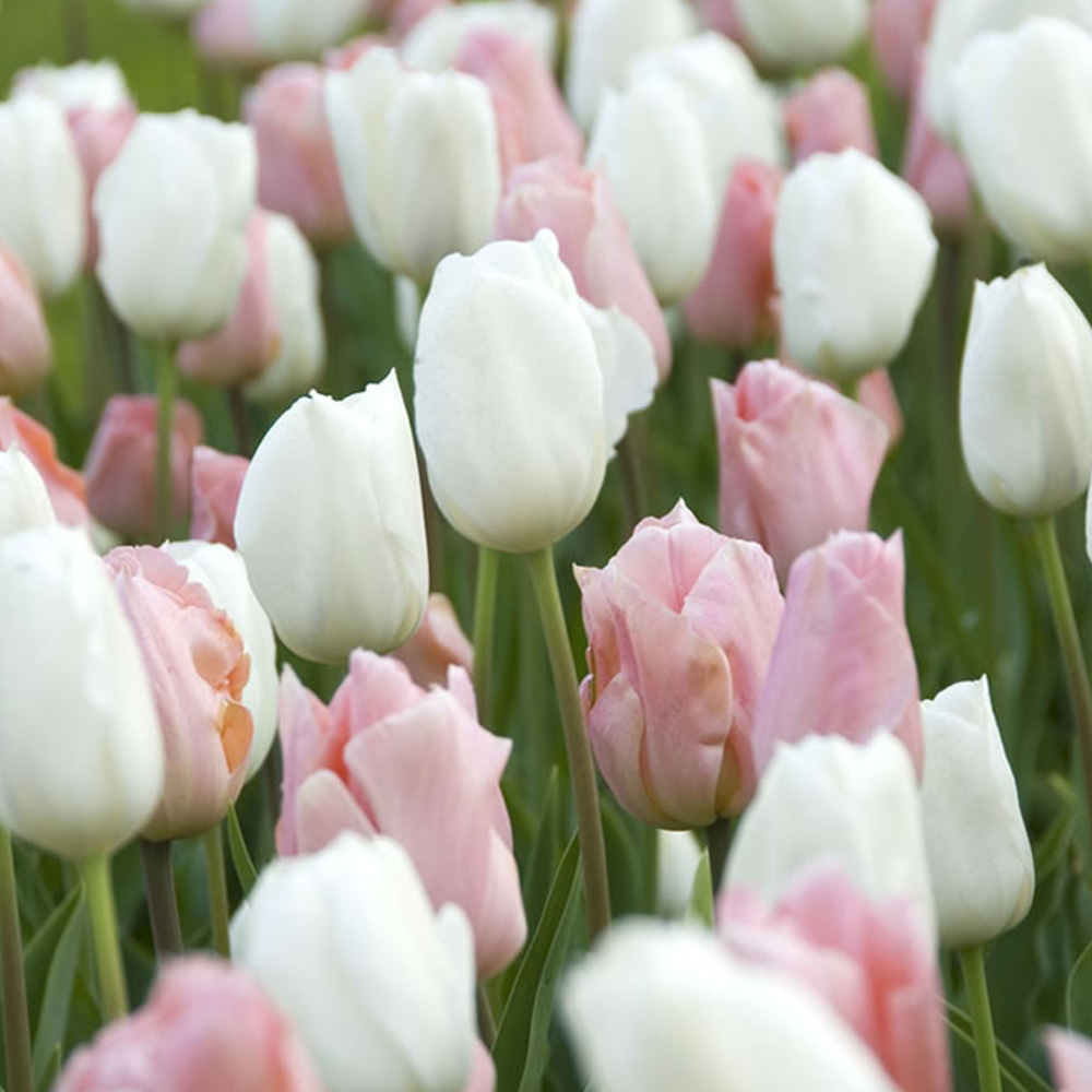 Wilko Bulbs Tulips Soft Secret 8pk Wilko