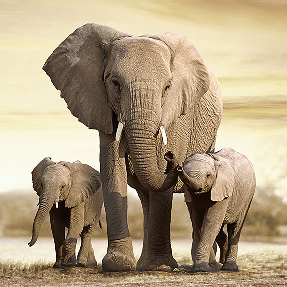 Wilko Elephant Canvas Image