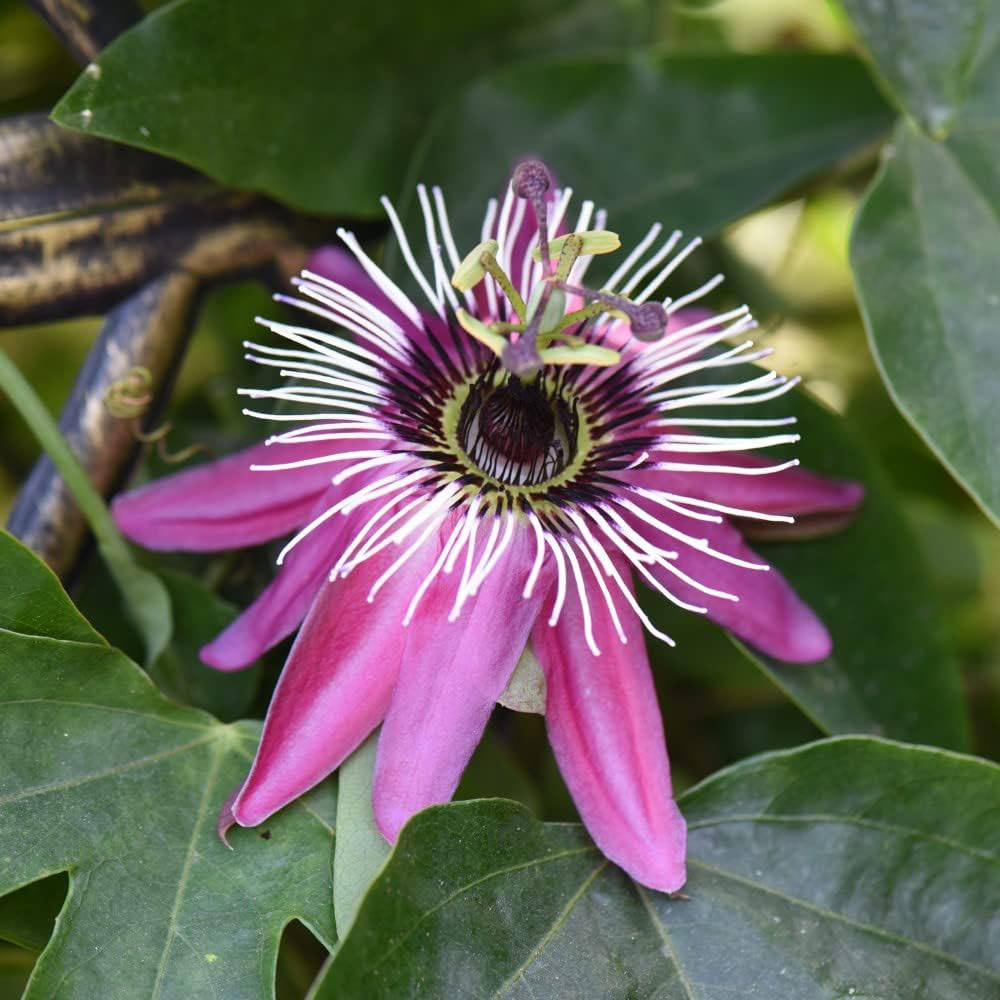 Thompson and Morgan Passiflora Passion Flower Collection Plant Pot 9cm 3 Pack Image 3