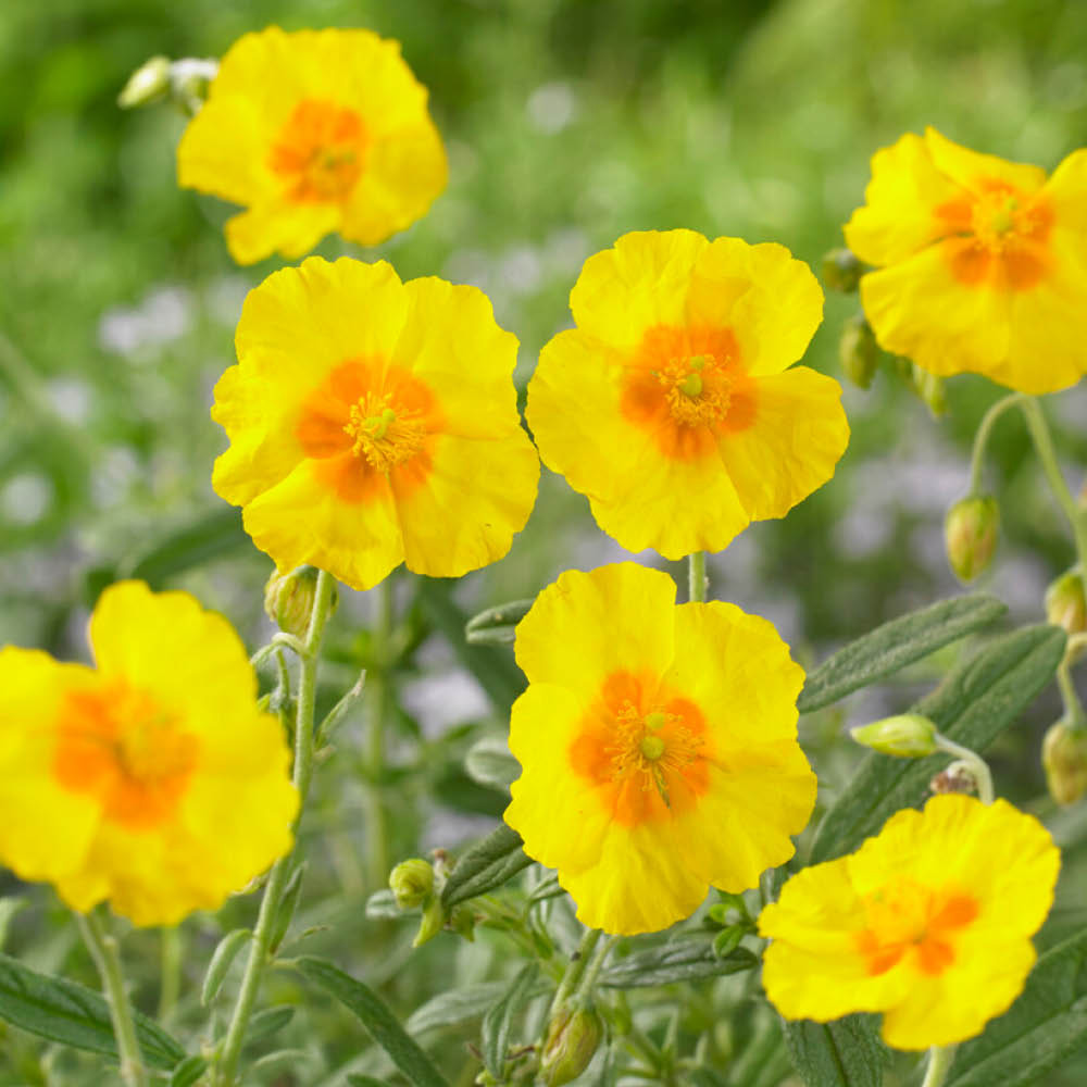 YouGarden Rock Rose Collection Helianthemum Plant Pot 9cm 3 Pack Image 3