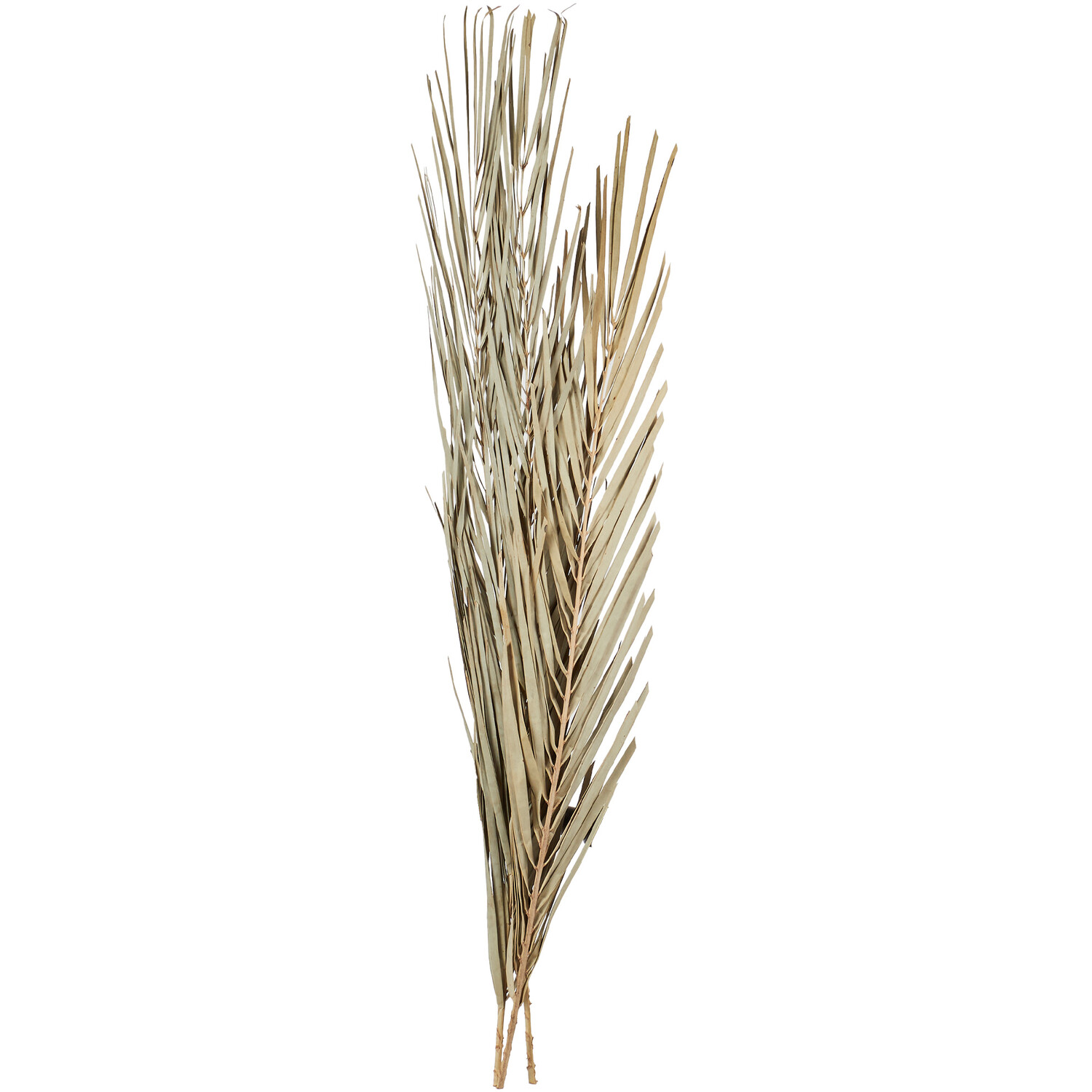 Set of 3 Palm Leaves - Natural Image 1