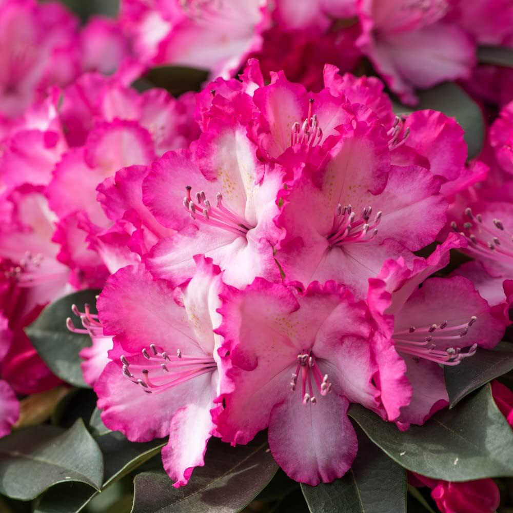 Thompson and Morgan Rhododendron XXL Plant Pot 9cm 2 Pack Image 1