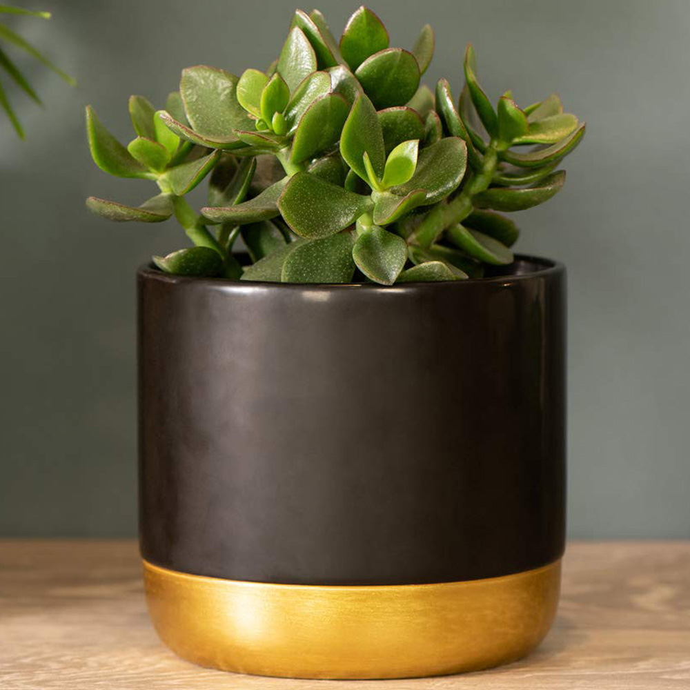 Thompson & Morgan Crassula Hulk Potted Plant 2 Pack Image 1