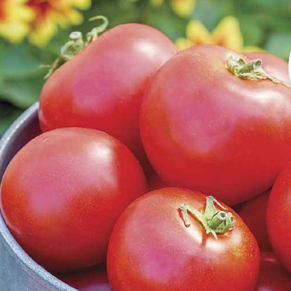 Johnsons Tomato Crimson Crush F1 Seeds Image 2