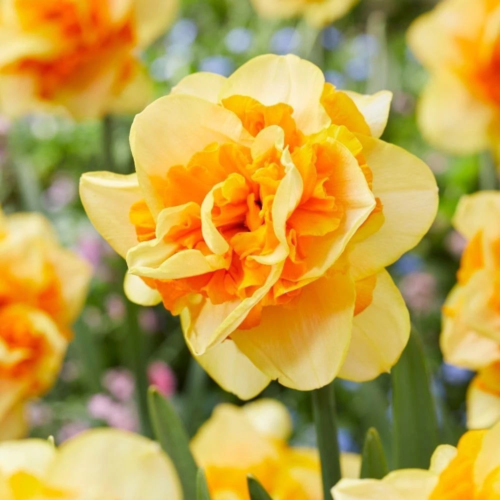 Thompson and Morgan Daffodil Sun Catchers Spring Planting Bulb 32 Pack Image 1