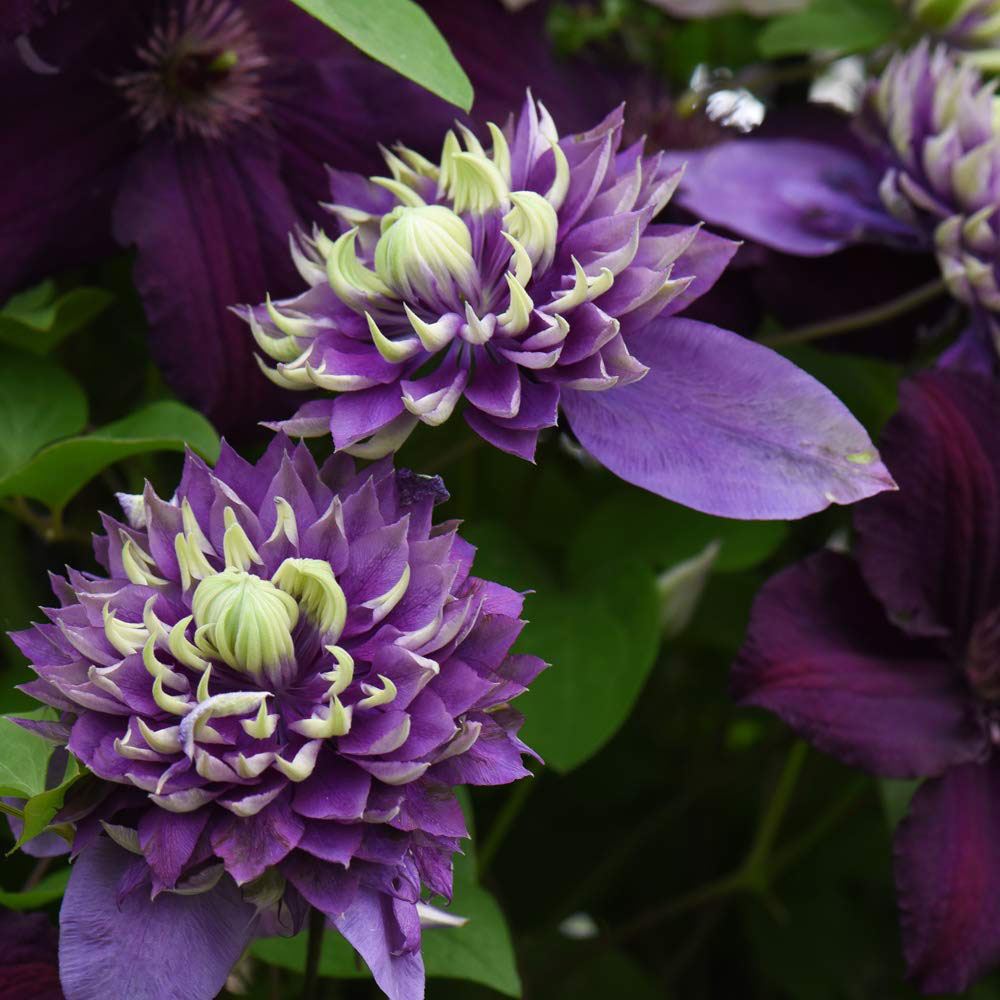 Thompson and Morgan Clematis Florida Taiga Plant Pot 11cm 3 Pack Image 7