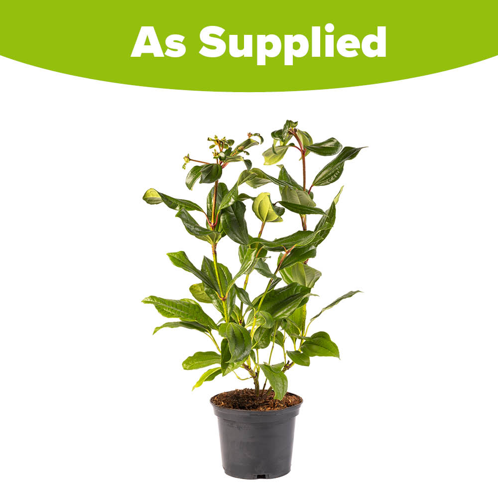 YouGarden Viburnum Davidii Plant Pot 17cm Image 4