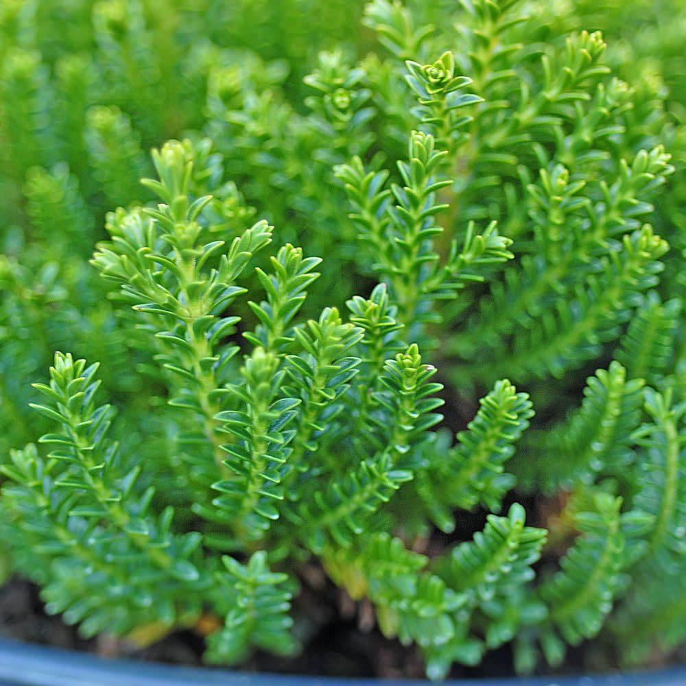 Thompson and Morgan Hebe Emerald Green Plant Pot 9cm 3 Pack Image 1