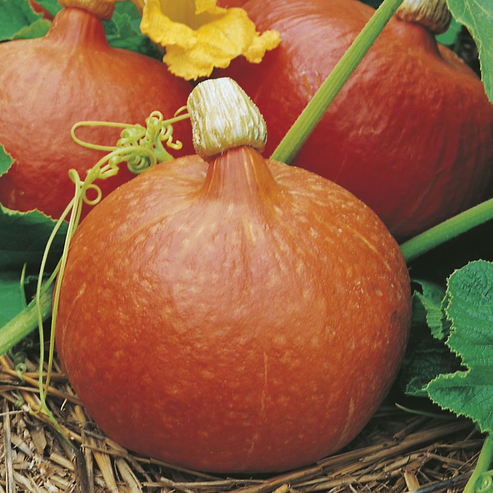 Wilko Squash Uchiki Kuri Seeds Image 1