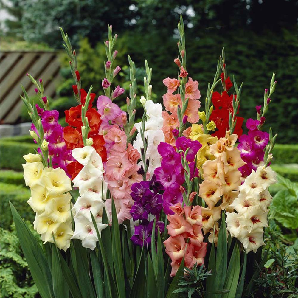 Wilko Gadioli Mixed Spring Planting Bulbs 8-10cm 20 Pack Image