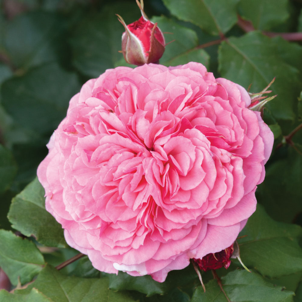 YouGarden Old English Shrub Rose Bare Root Collection 5 Pack Image 6