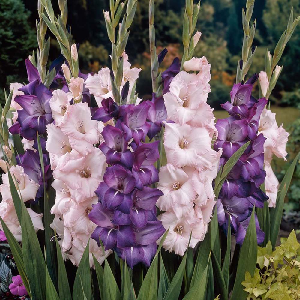 Wilko Gladioli Fine Finesse Pink Purple 12-14cm Spring Planting Bulbs 10 Pack Image