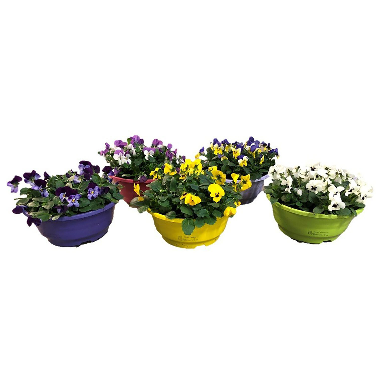 TsT Viola Bowl 21cm - Multicolour Image