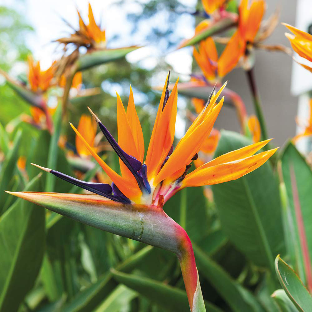 Thompson and Morgan Bird Of Paradise Plant Pot 13cm 2 Pack Image 1