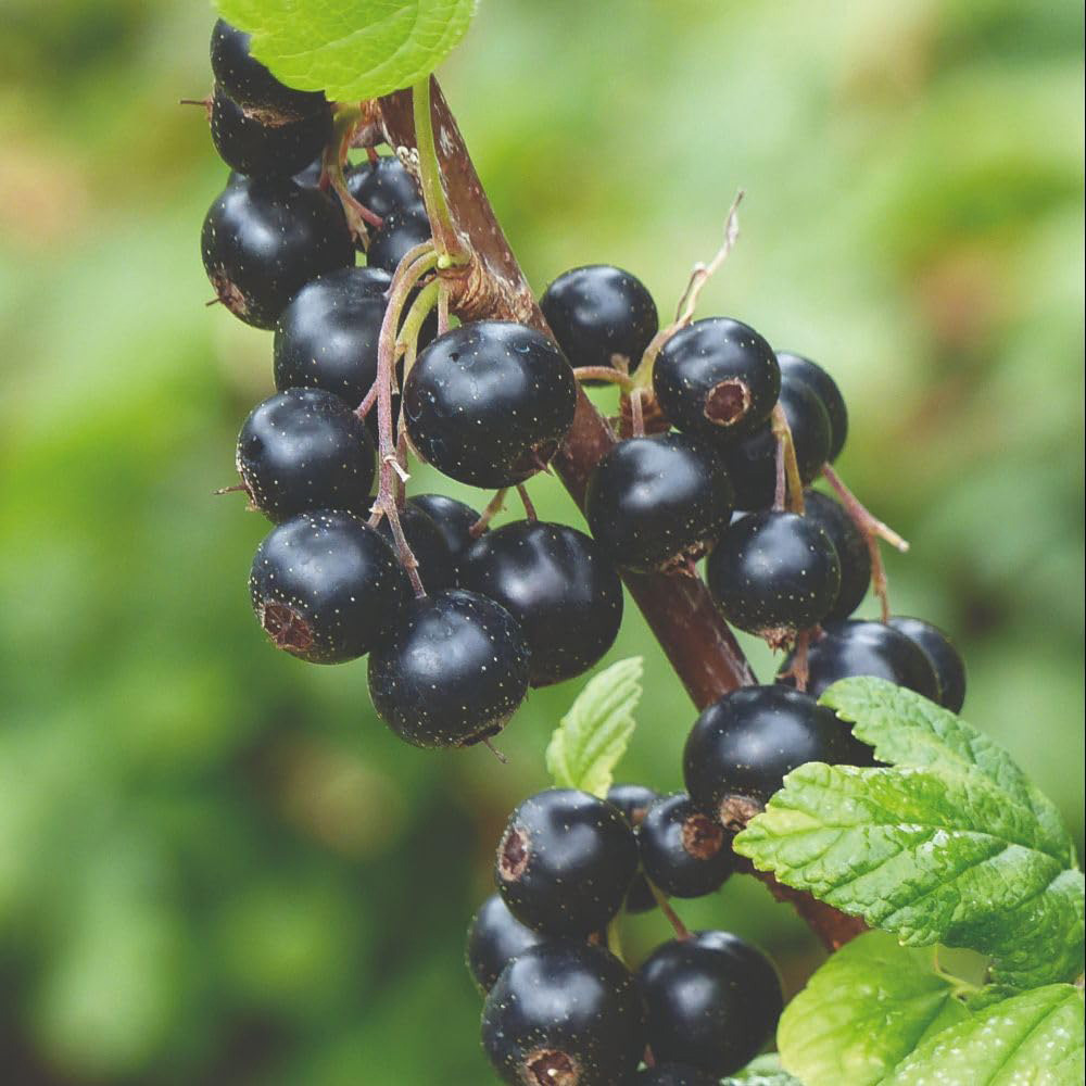Thompson and Morgan Organic Blackcurrant Titania Plant Pot 2L 2 Pack Image 1