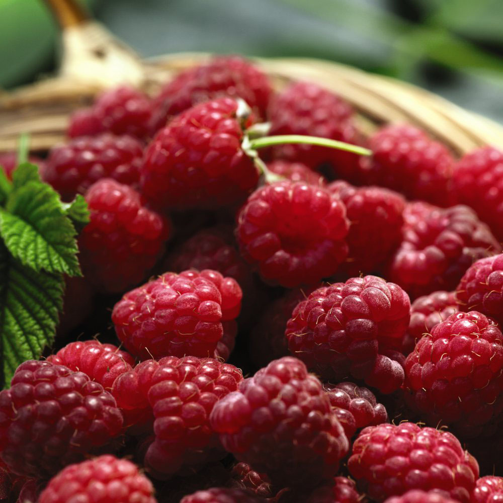 Thompson & Morgan Organic Raspberry Tulameen Potted Plant Image 2