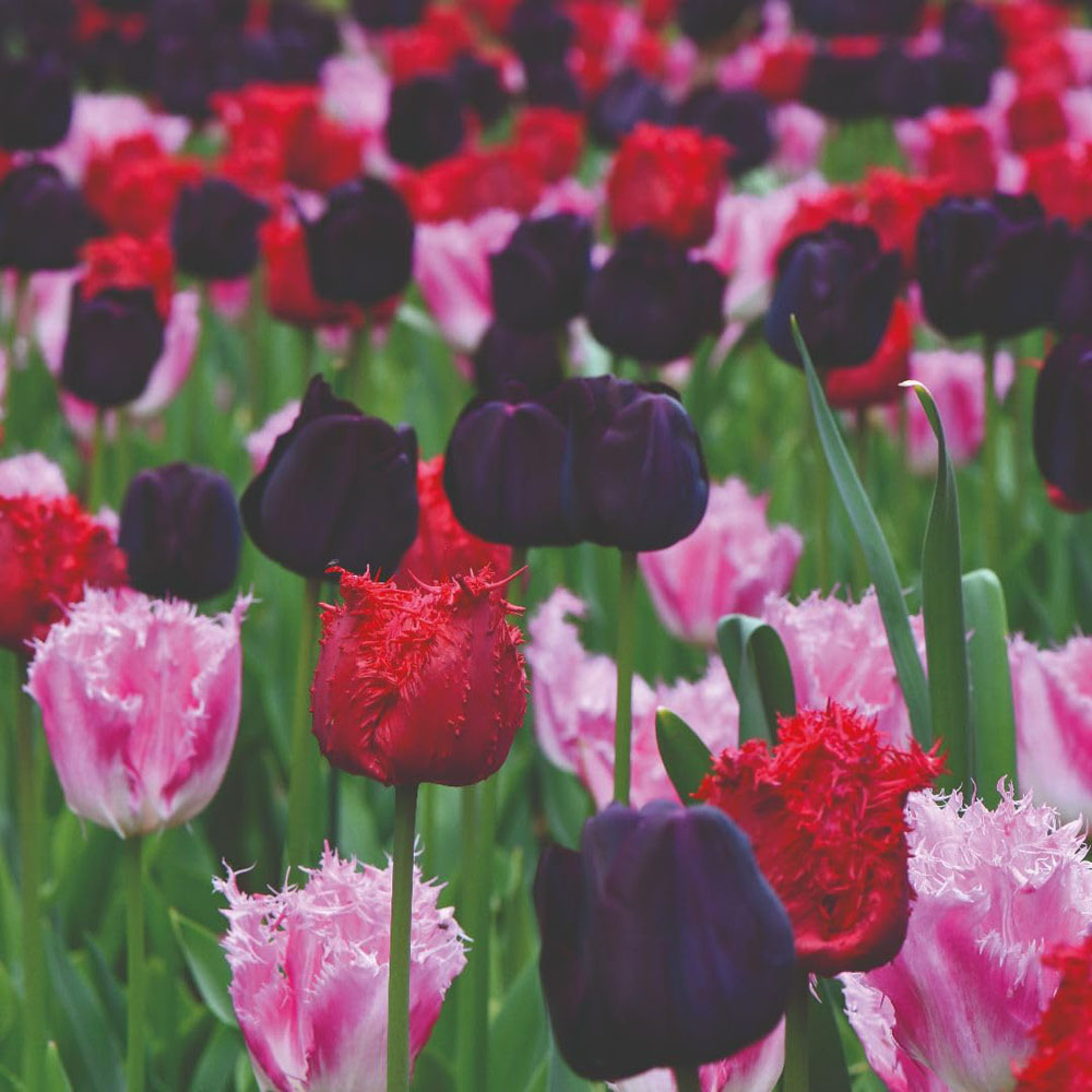 Thompson and Morgan Tulip Berry Sorbet Bulbs 8 Pack Image 4