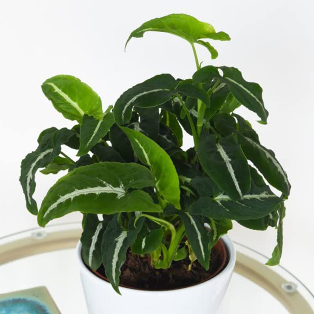 Thompson and Morgan Syngonium Wendlandii Plant in Pot 12cm Image