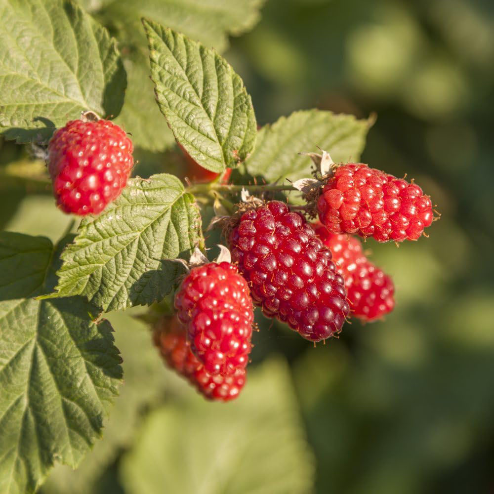 Thompson and Morgan Berry Trio Collection Plant Pot 9cm 3 Pack Image 4