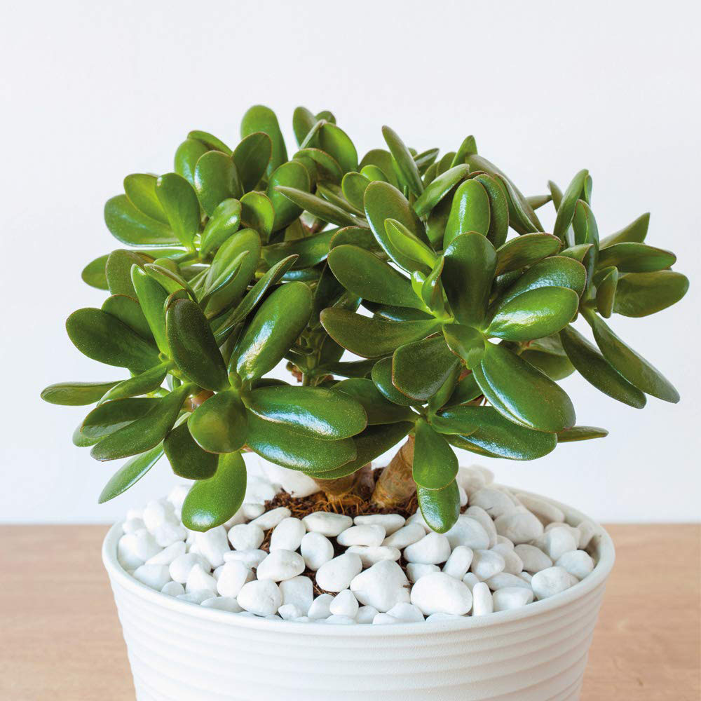 Thompson & Morgan Crassula Ovata Potted Plant 12cm Image 1