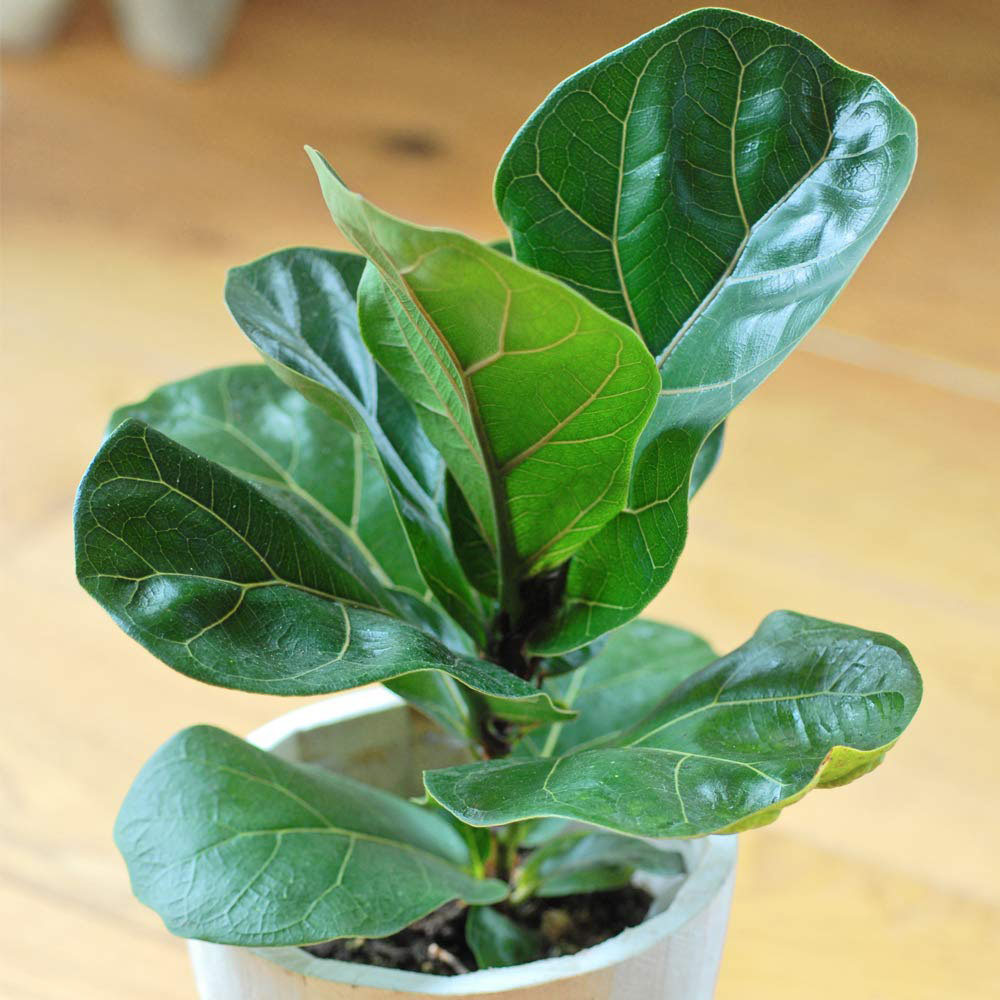 Thompson and Morgan Ficus Lyrata Compacta Fiddle Leaf Fig Plant Pot 9cm 3 Pack Image 5