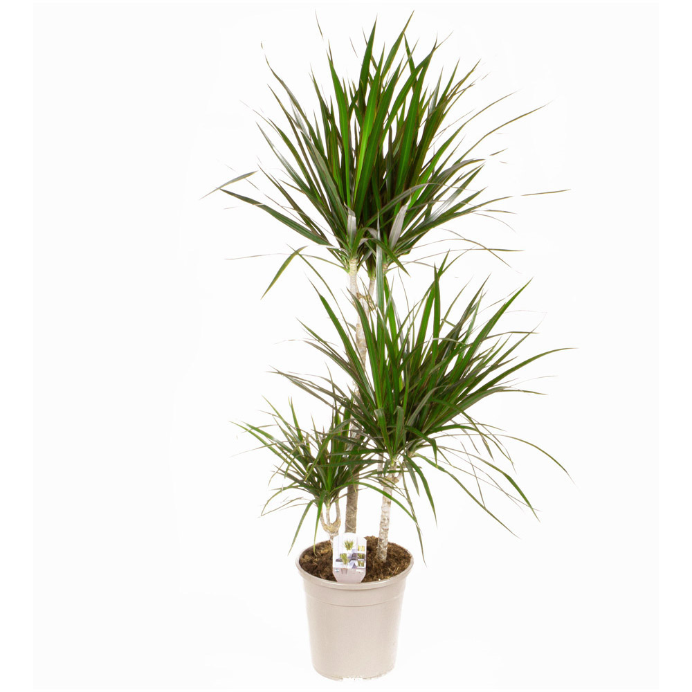 YouGarden Dracaena Marginata 3 Stem Image 3