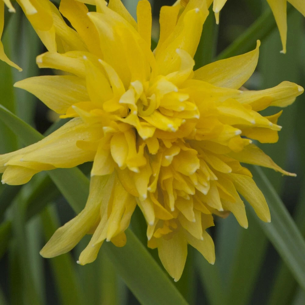 Thompson and Morgan Daffodil Rip Van Winkle Spring Planting Bulb 80 Pack Image 3