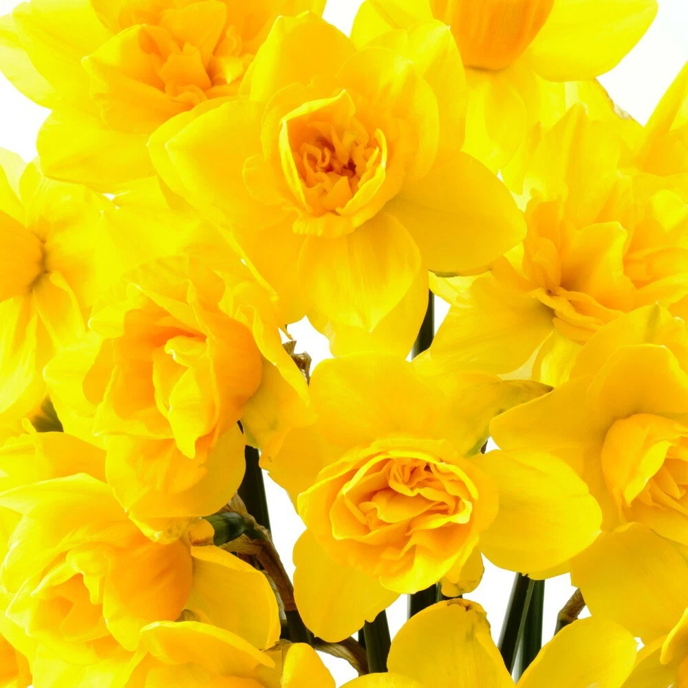 Thompson and Morgan Daffodil Raffles Spring Planting Bulb 16 Pack Image 4