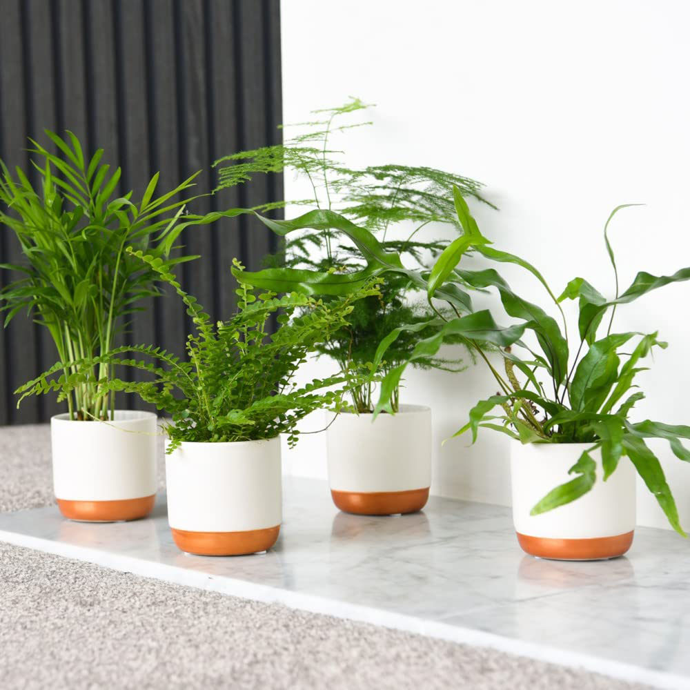 Thompson and Morgan Green Houseplant Starter Mix Plant Pot 6cm 6 Pack  Image 1