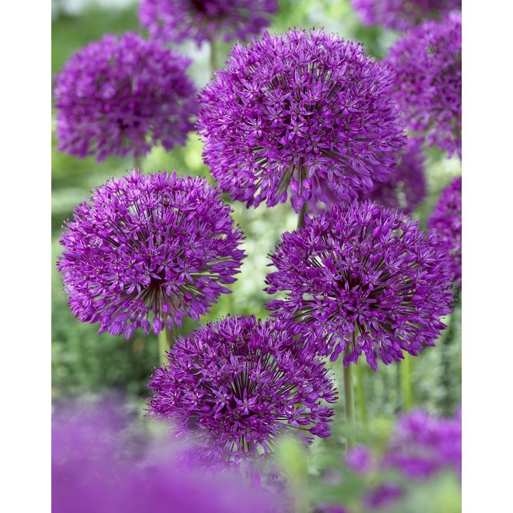 Wilko Autumn Bulbs Allium Purple Sensation 10/12 5pk Image 2