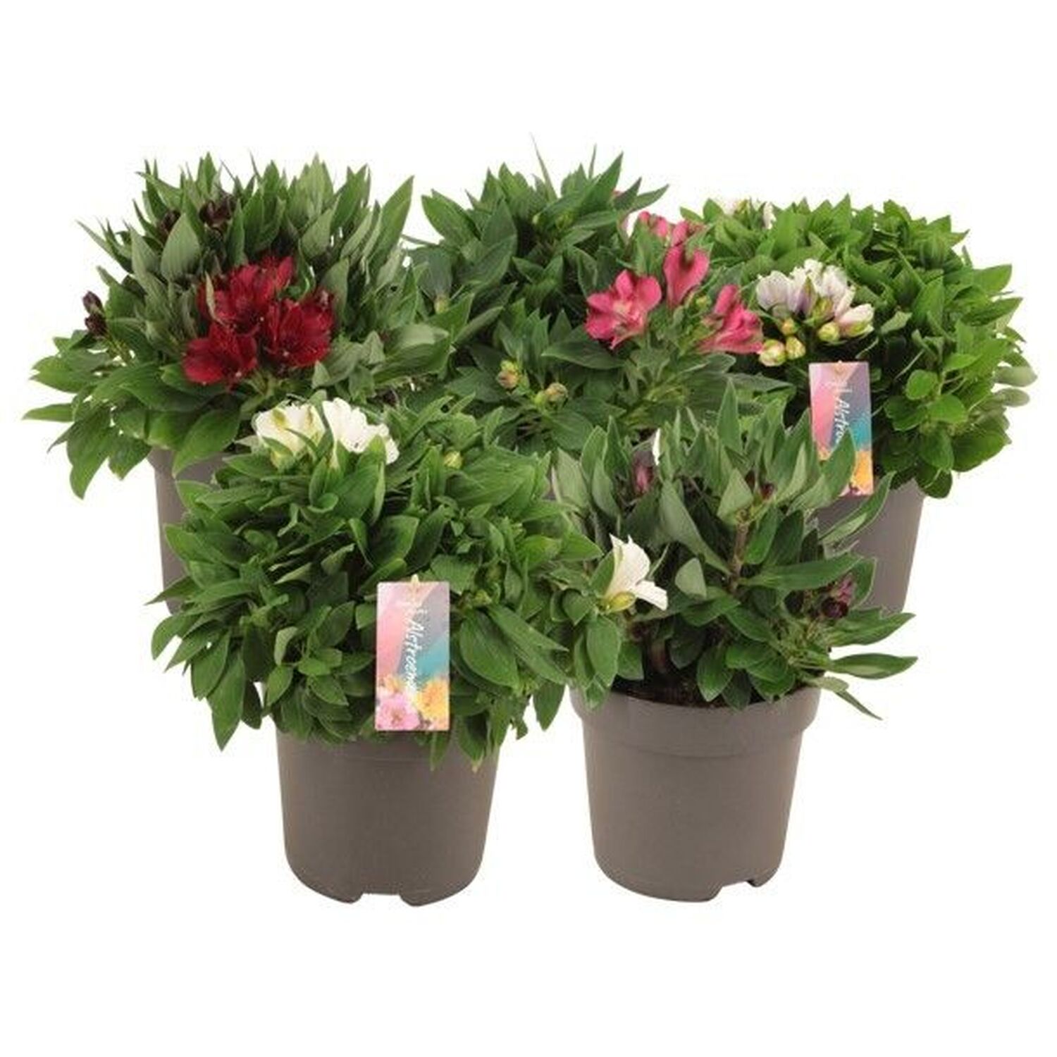 Alstroemeria Inticancha Plant Image 1