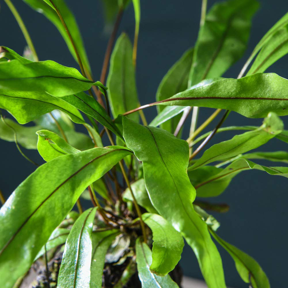 Thompson and Morgan Lova Diversifolium Lava plant with Wooden Tray Image 5