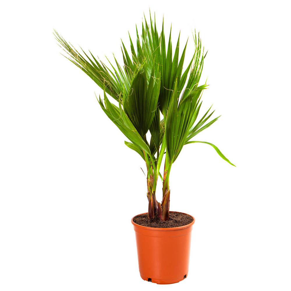 wilko Washingtonia Palm 20cm Pot Image 4