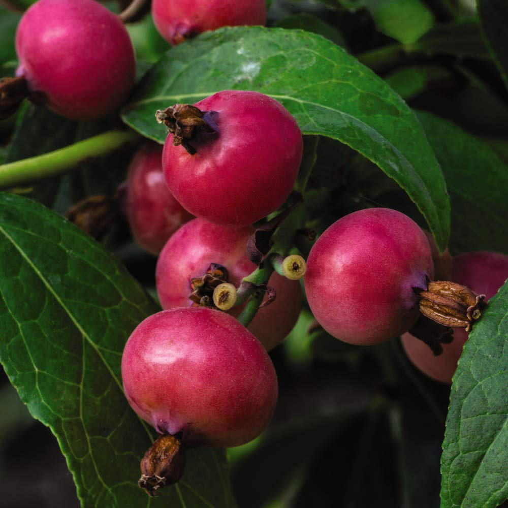 Thompson and Morgan Blueberry Vaccinium Pink Lemonade Potted Plant 9cm 2 Pack Image 1