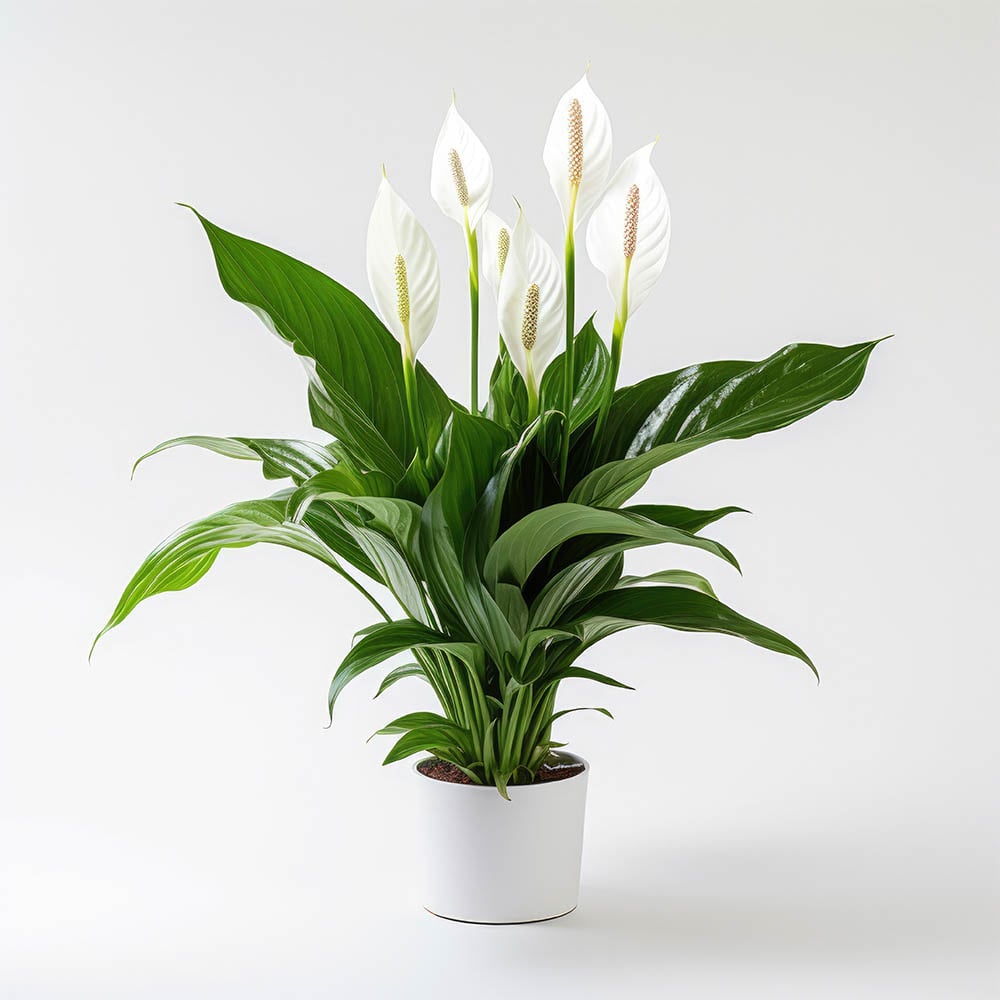 Wilko Spathiphyllum Sweet Silver Plant Image 1