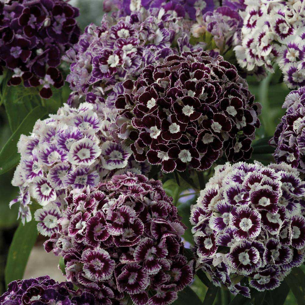 Johnsons Dianthus Hollandia Purple Crown Seeds Image 1