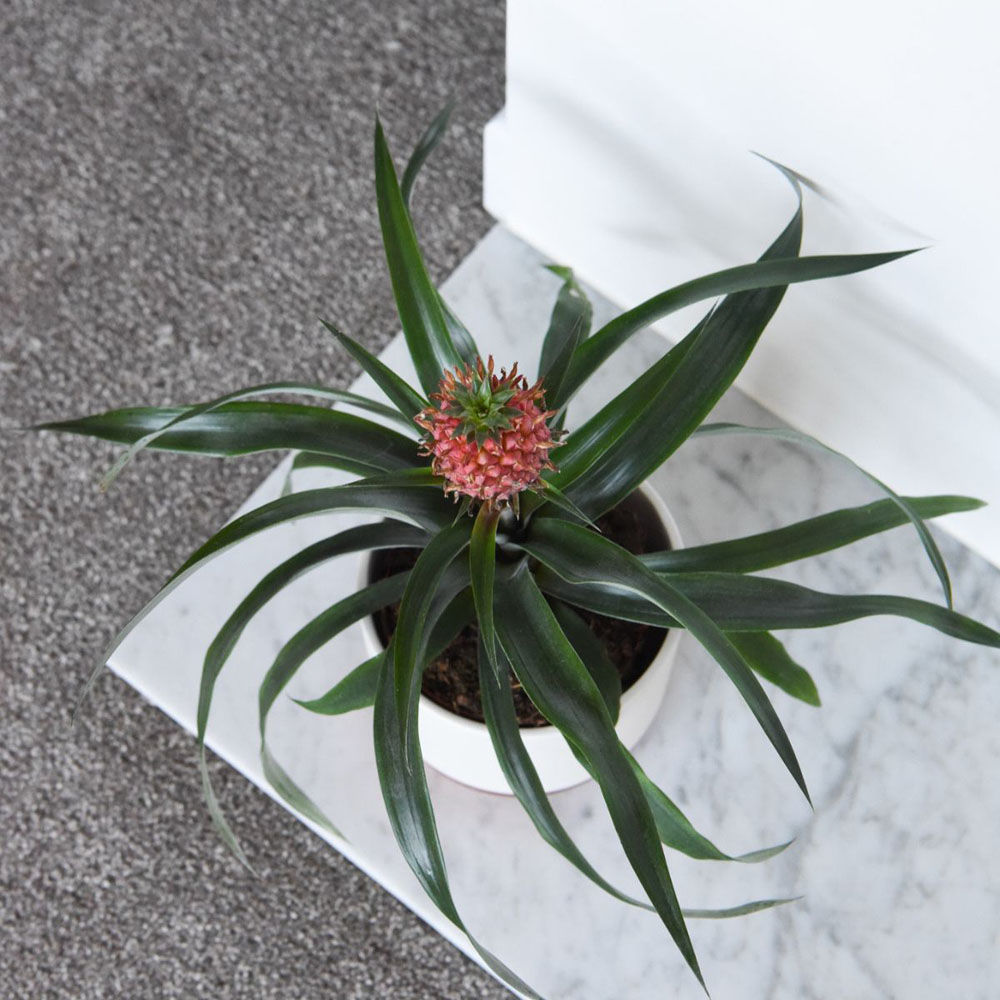 Thompson and Morgan Ornamental Pineapple Rosita Plant Pot 12cm Image 3