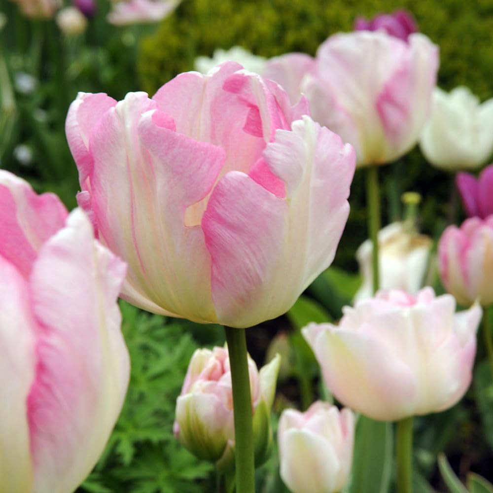 Thompson and Morgan Tulip Angelique Planting Bulb 16 Pack Image 3
