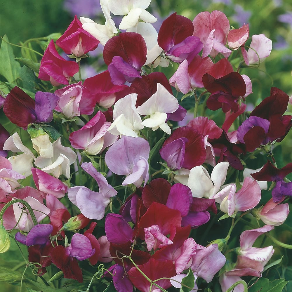 Johnsons Mixed Sweet Pea Old Fashioned Flower Seeds Image 1