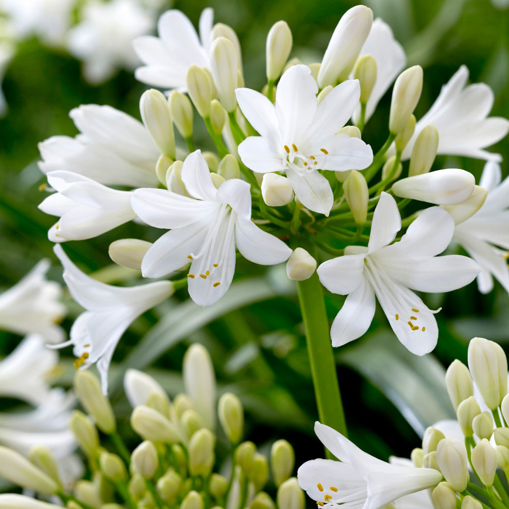 Thompson and Morgan Agapanthus Blue and White Coll Bare Root 12 Pack with Plant Pot 39cm 2 Pack Image 4