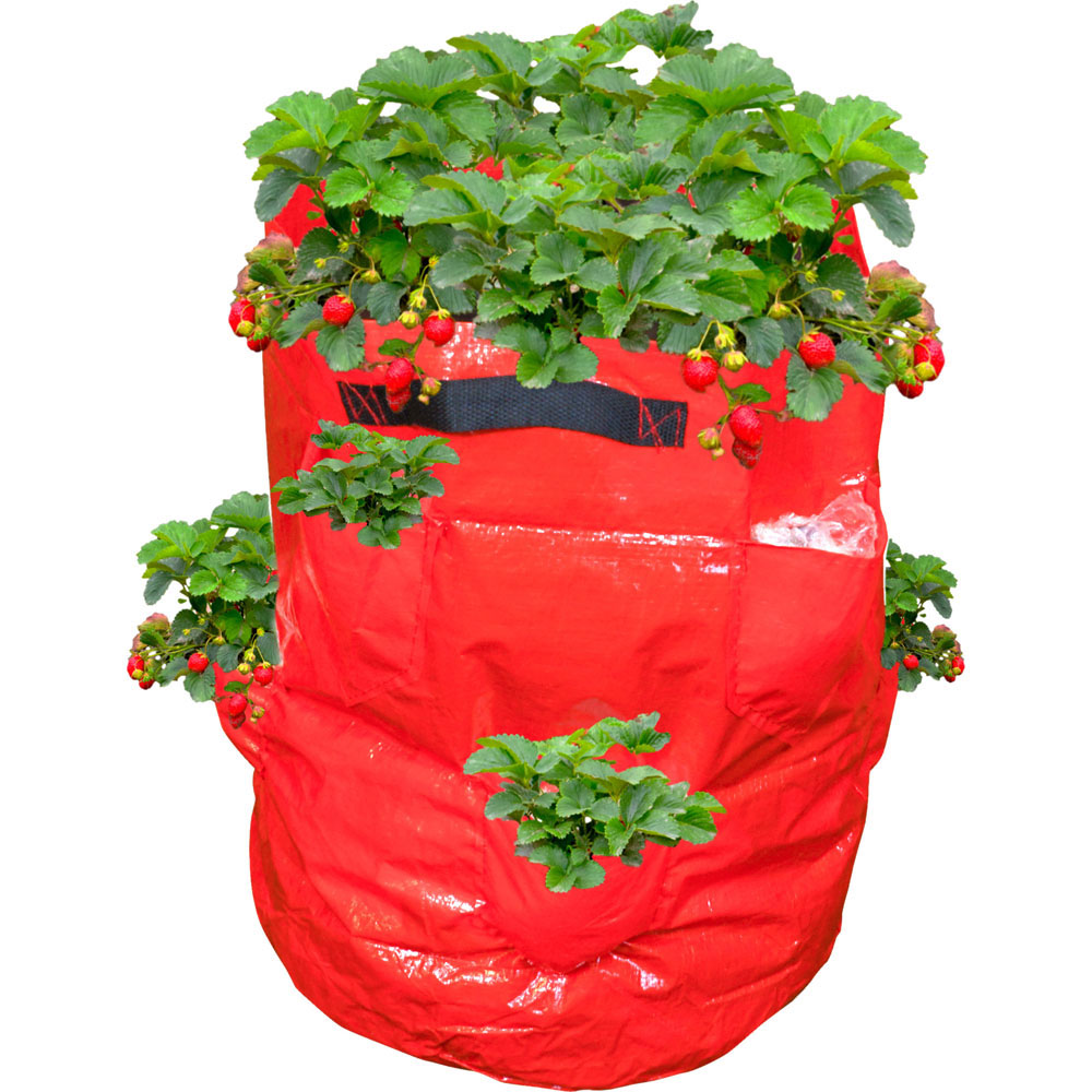 St Helens Strawberry Grow Bag 43L Image 3