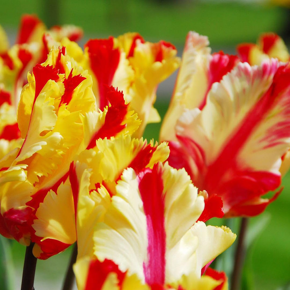 Thompson and Morgan Tulip Flaming Parrot Planting Bulb 8 Pack Image 3