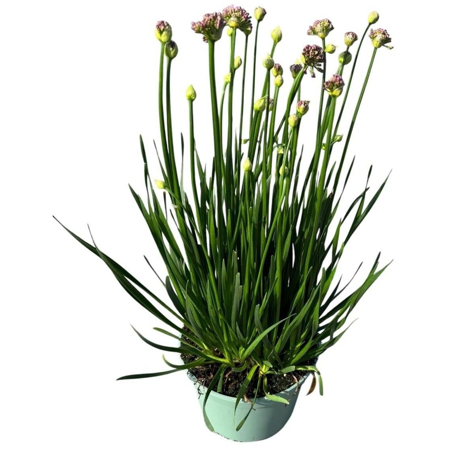 Allium Millennium Plant Image