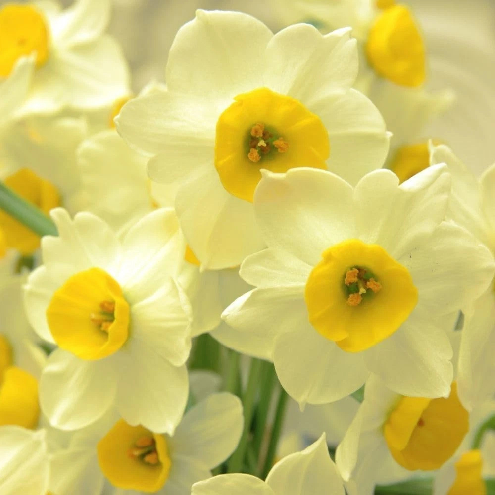 Thompson and Morgan Daffodil Jonquilla Sundisc Planting Bulb 32 Pack Image 4