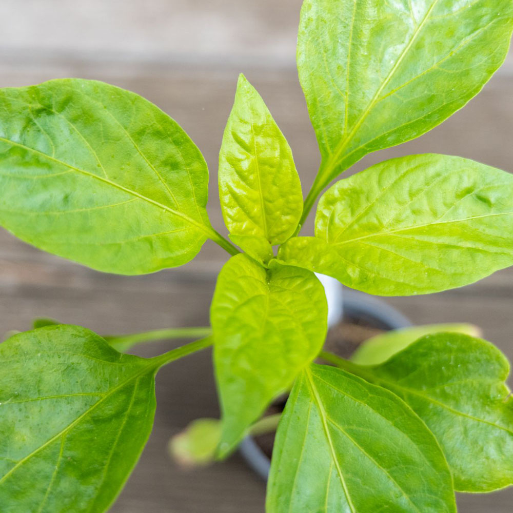 Chilli Morgan Thompson and Morgan Pepper Chilli Hot Patio Scotch Bonnet Red Plant Pot ...