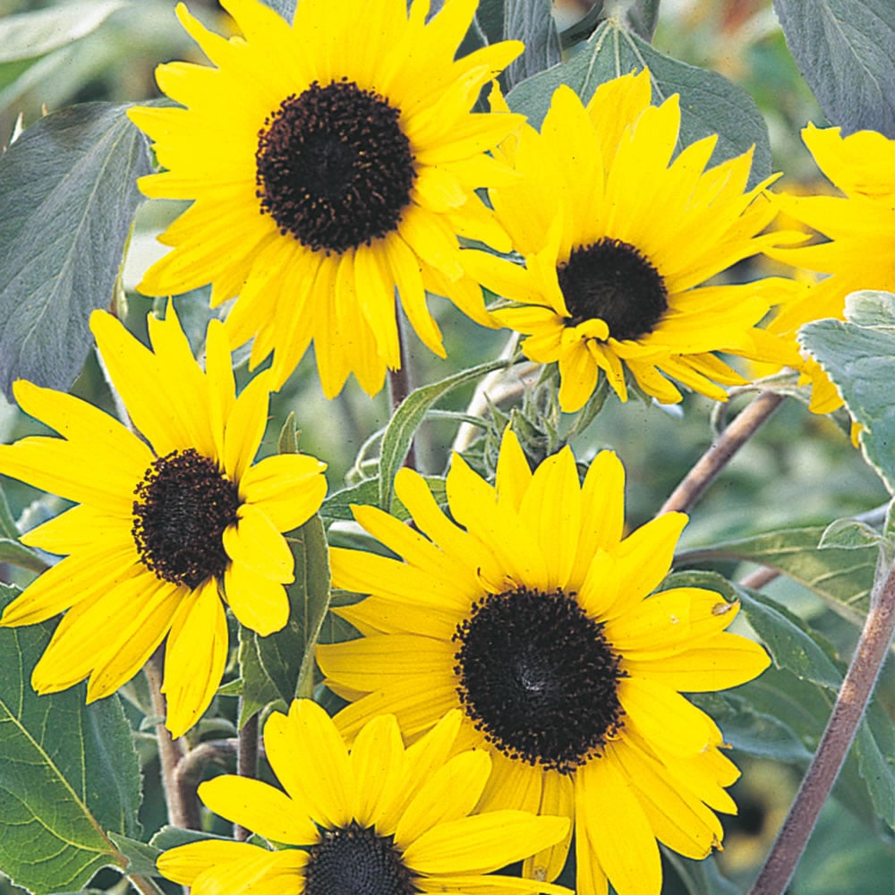 Wilko Sunflower Alchemy Seeds Image 1