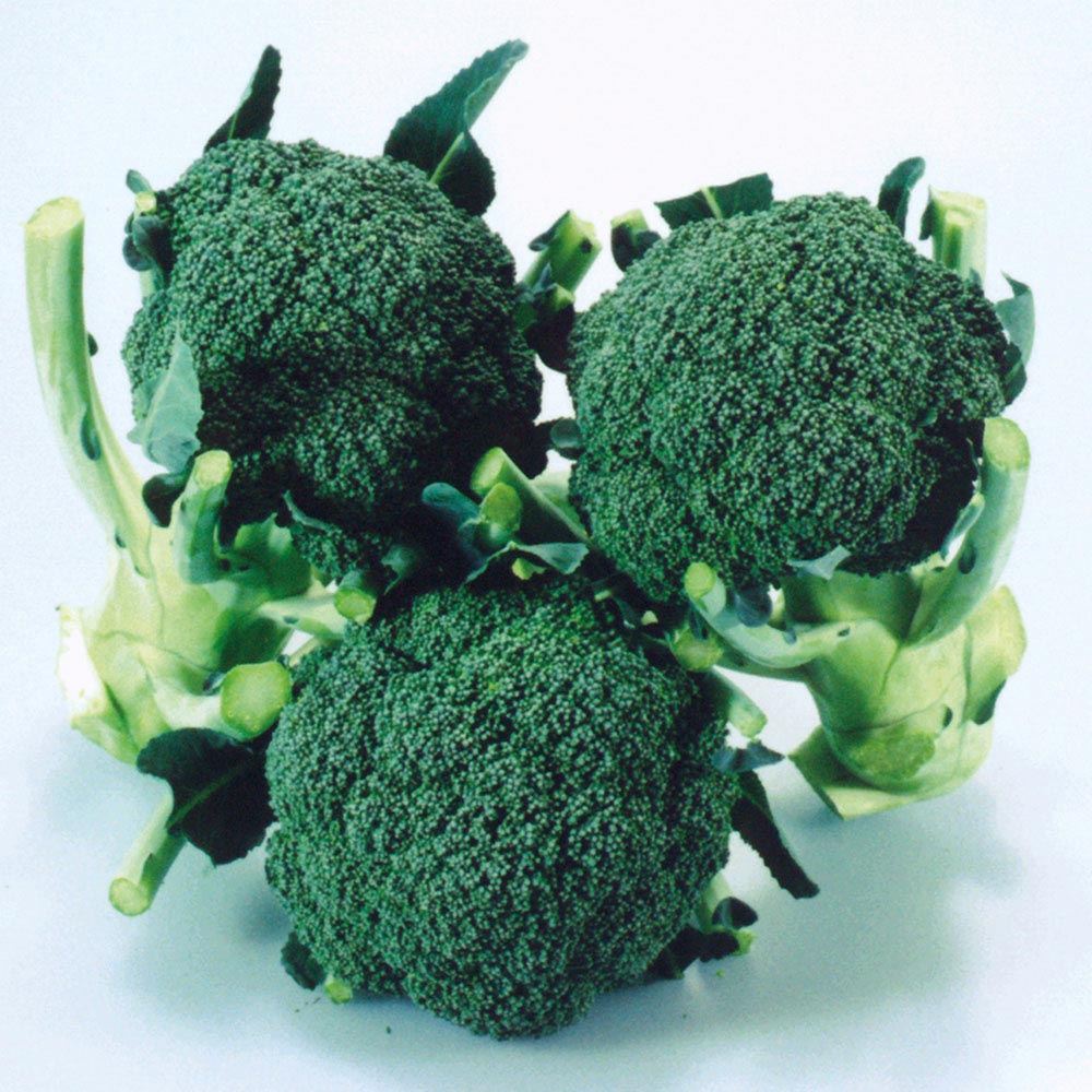 Johnsons Broccoli Calabrese Matsuir F1 Hybrid Seeds Image 1