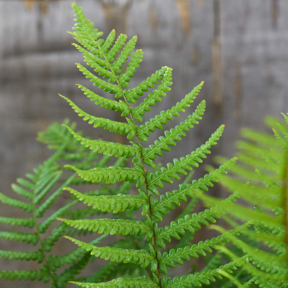 Thompson and Morgan Fern Dryopteris Affinis Plant Pot 17cm Image 2