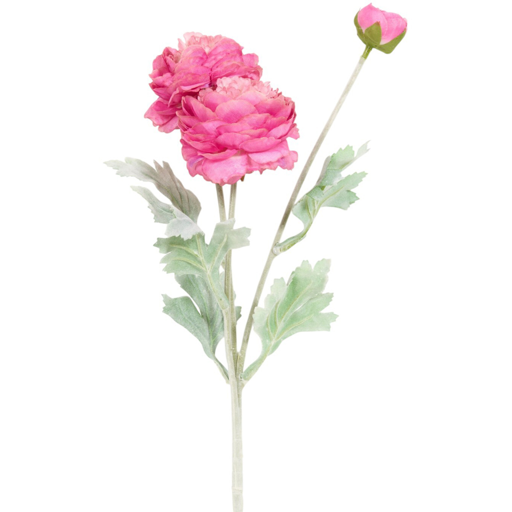 Ranuncula Stem Image 3