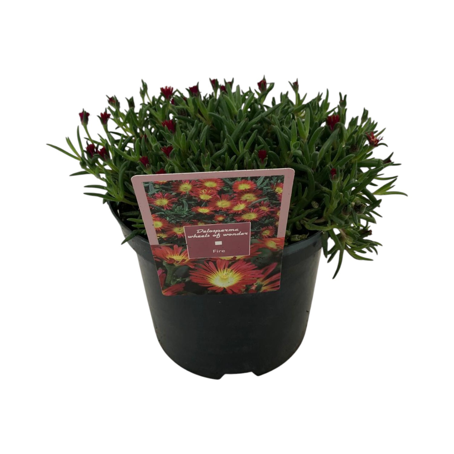 Delosperma Wheels of Wonder Fire Perennial Plant Image